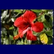 (09) 